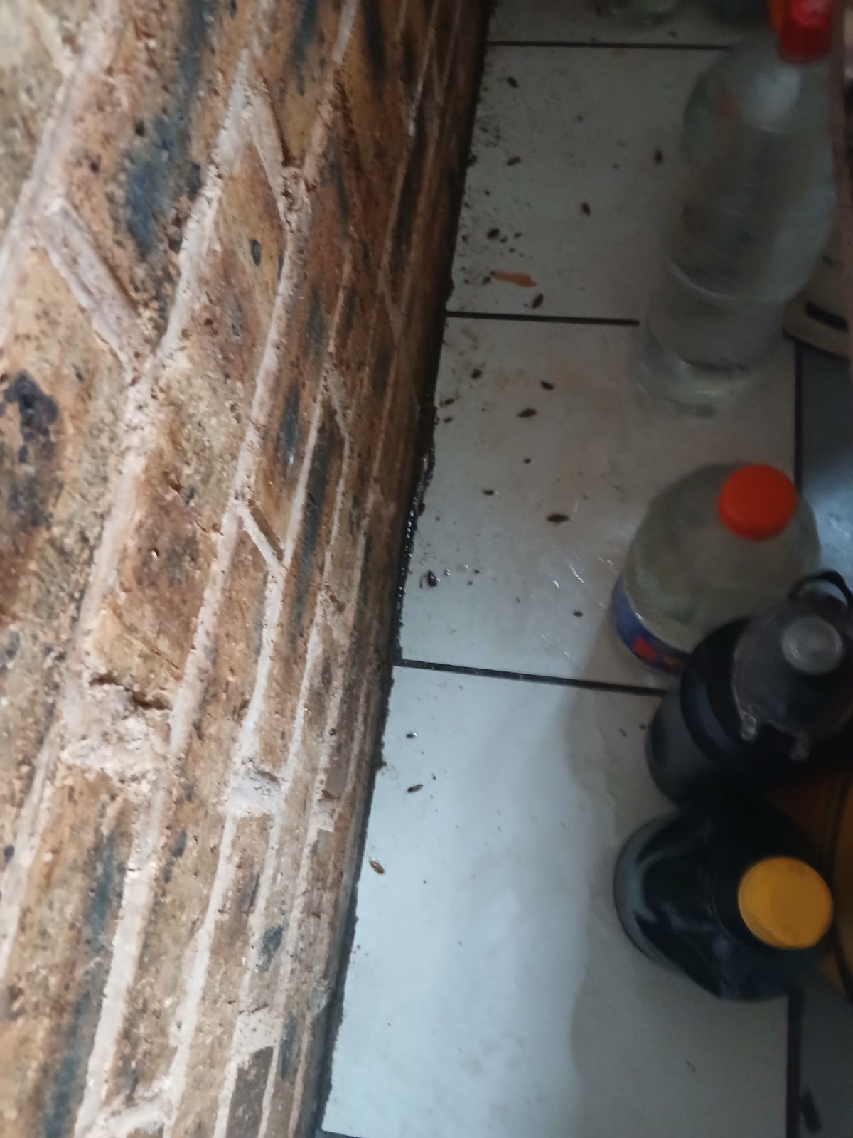 Thammy Cleaning Services and Pest Control