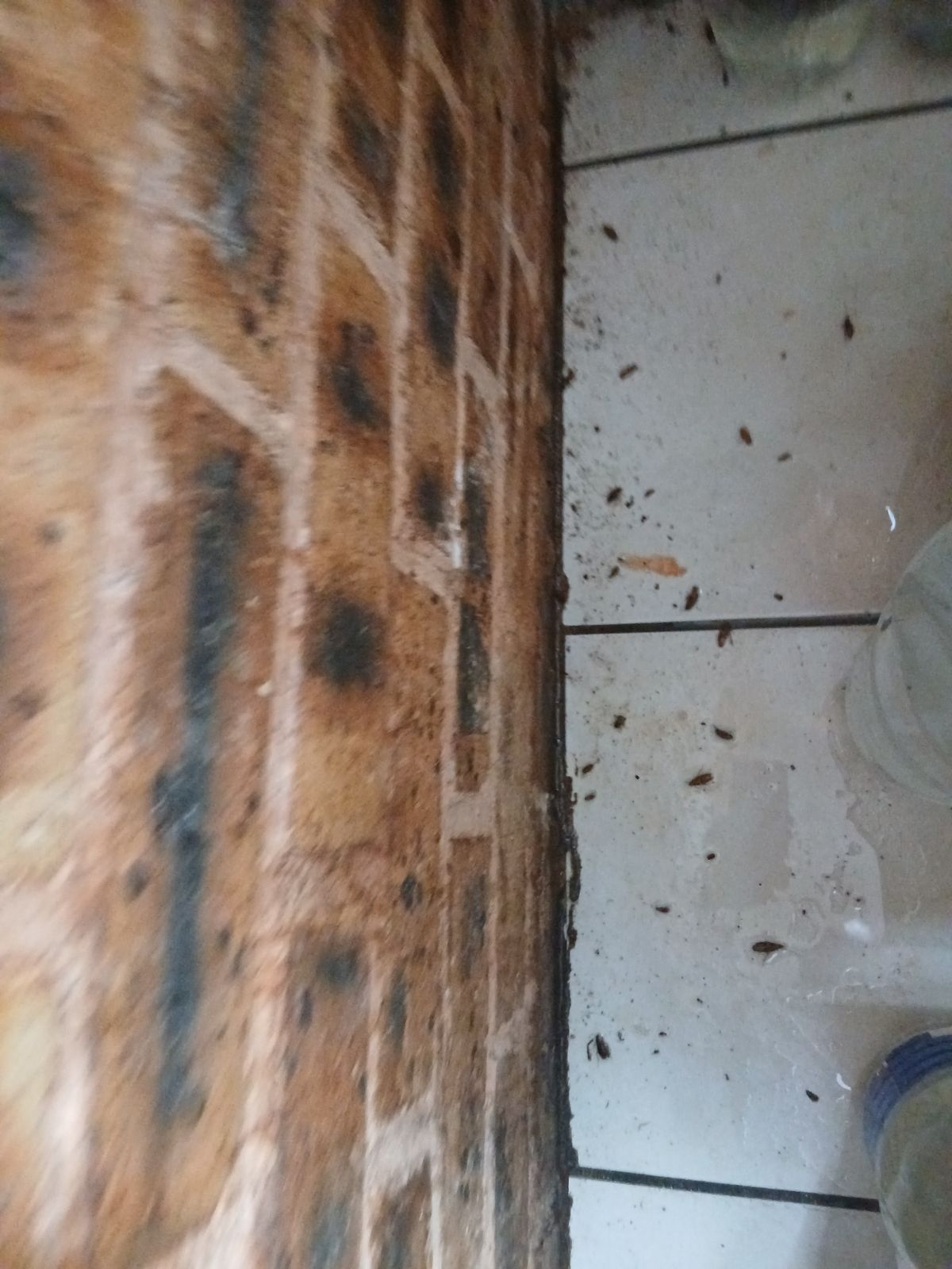 Thammy Cleaning Services and Pest Control