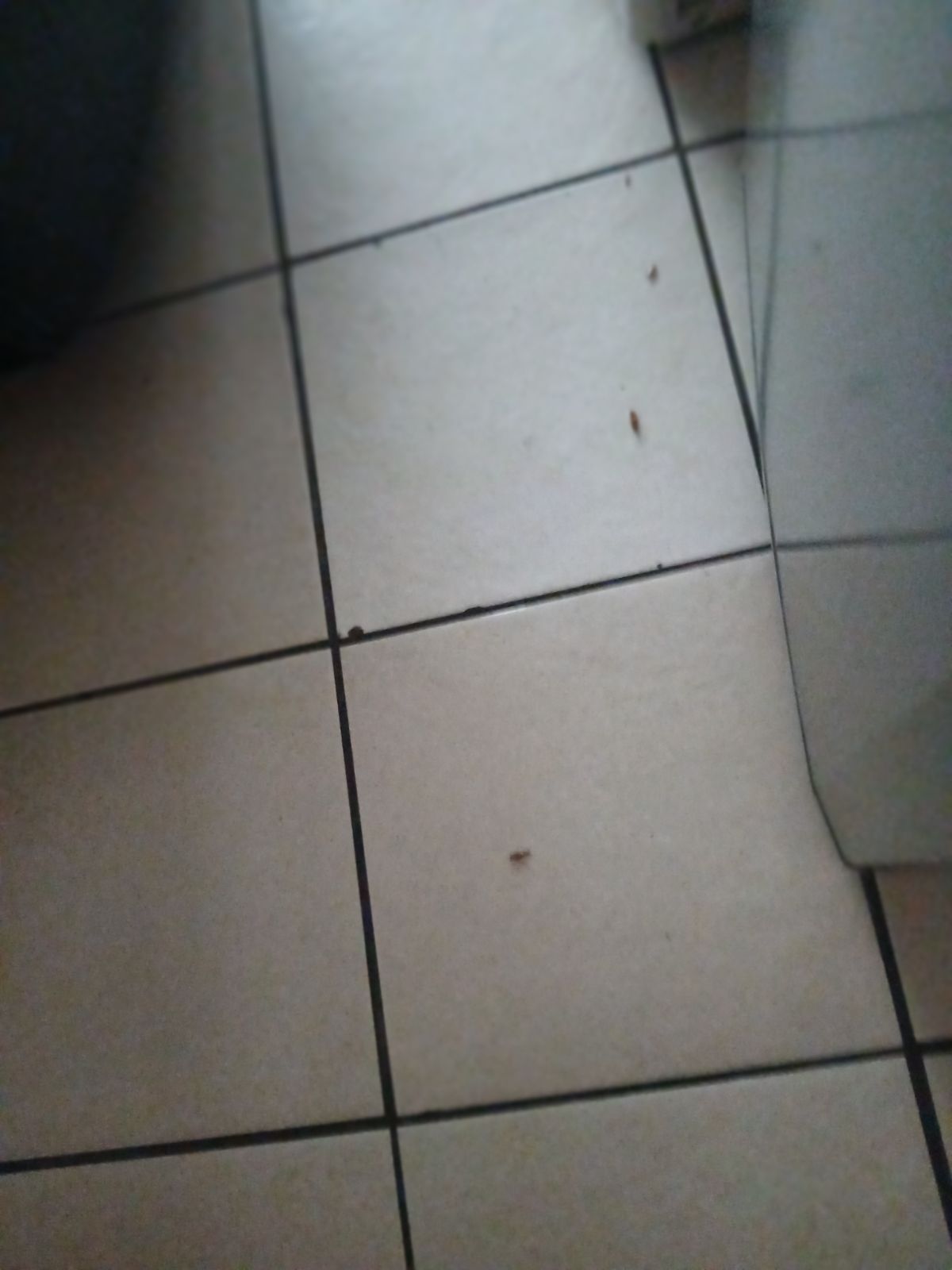 Thammy Cleaning Services and Pest Control